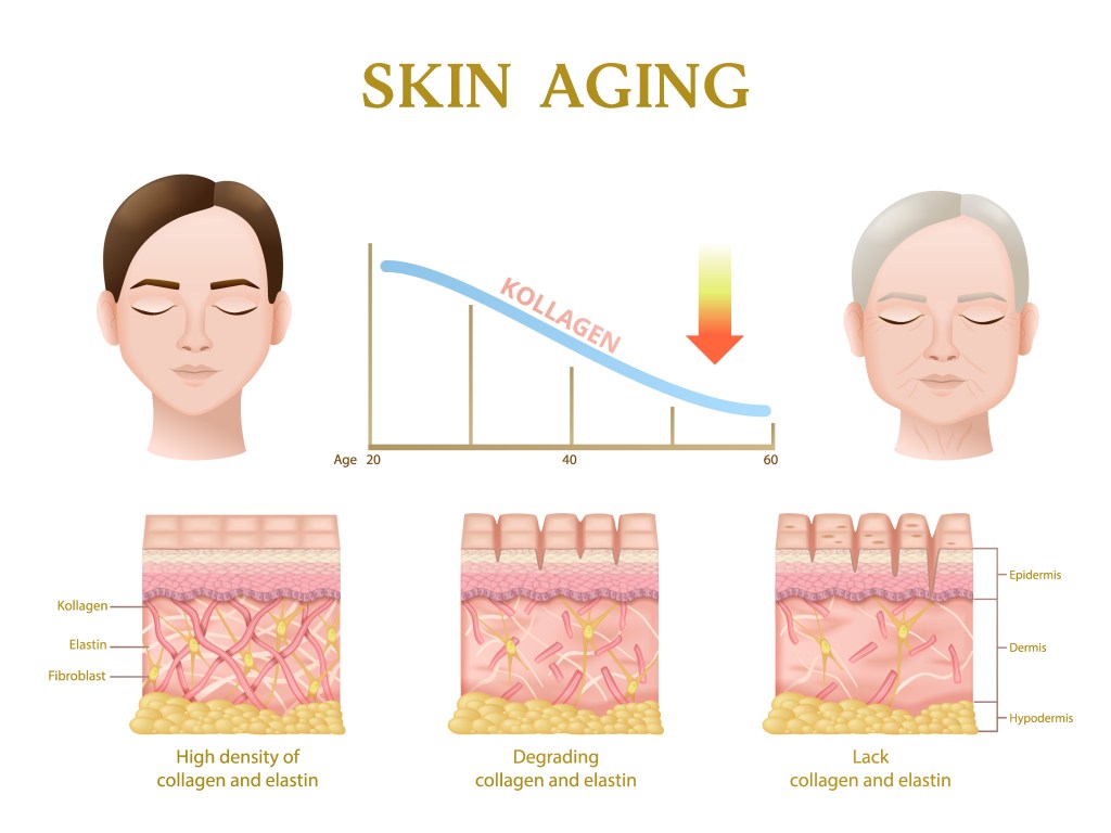 skin-aging-collagen-loss