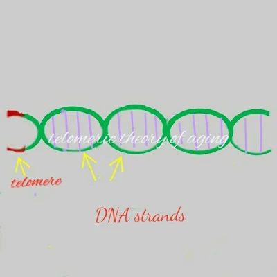 telomere