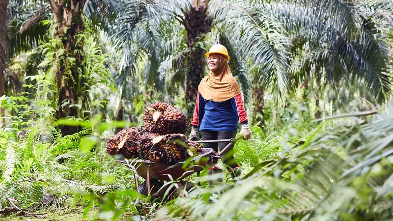 unilever palm oil