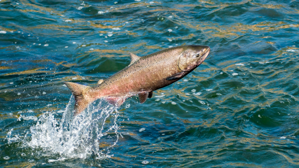 Polynucleotides Treatment: The Truth About Salmon...