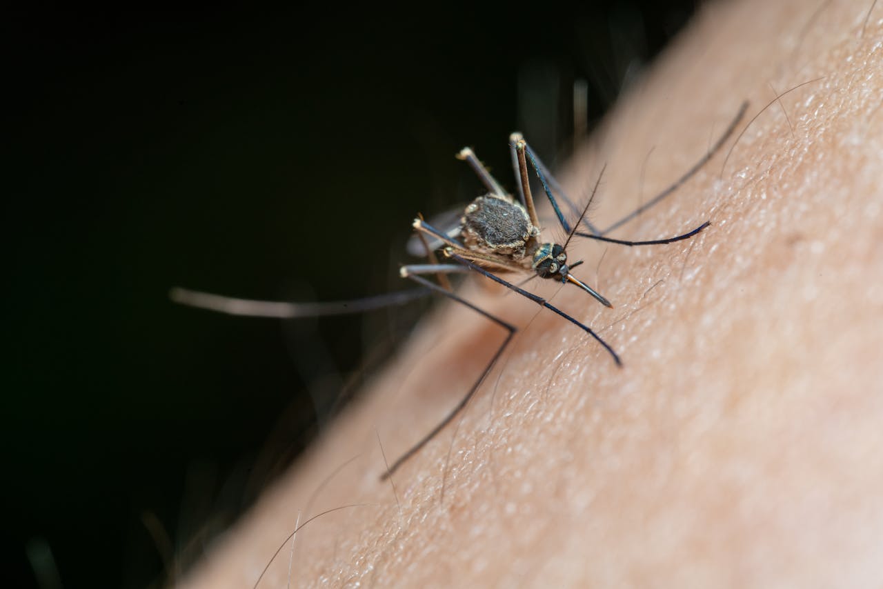 Mosquito-Borne Diseases: A Focus on Eastern...