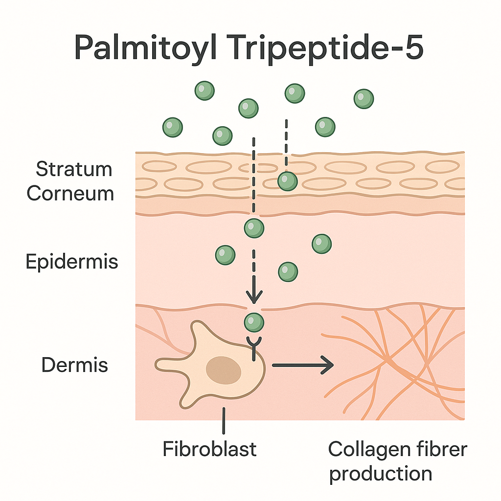 The Peptide Powerhouse: 11 Reasons Palmitoyl...