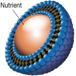 Liposomal Vitamin C – Abundance and...