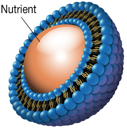 Liposomal Vitamin C – Abundance and...